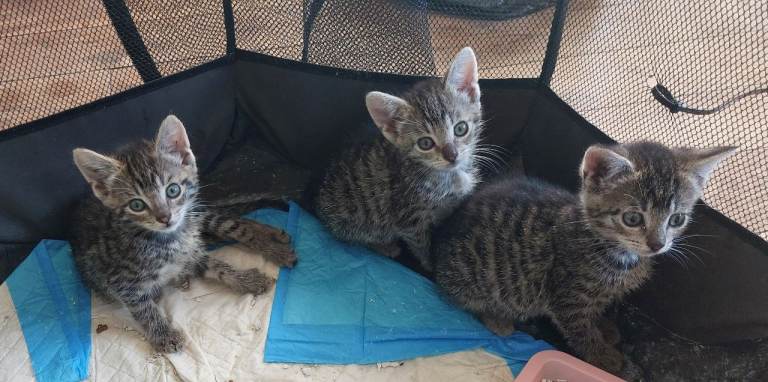 Hand reared kittens 