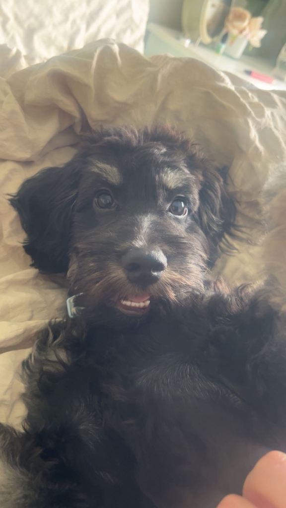 26 week old cockapoo