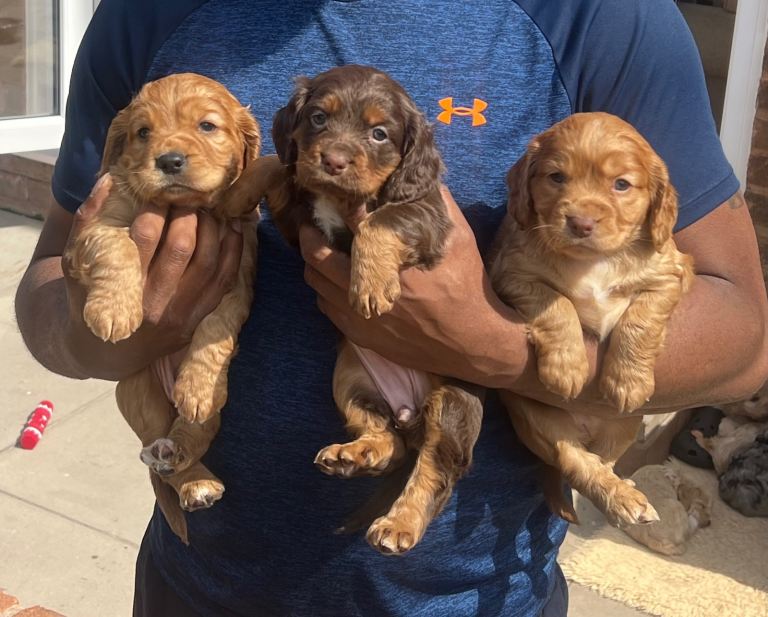 Stunning Kc registered cocker spaniels 