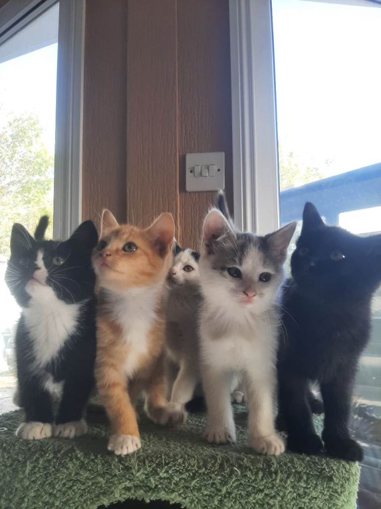 5 Kittens (1 Female 4 Males) Ready Now