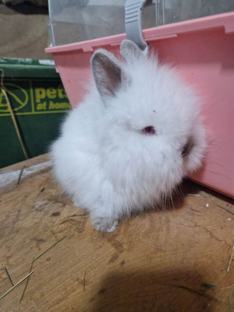 image for Baby doublemaned lionheads