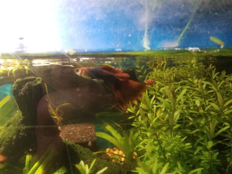Tropical Red Tail Tuxedo Guppies for sale 20 or so for £5