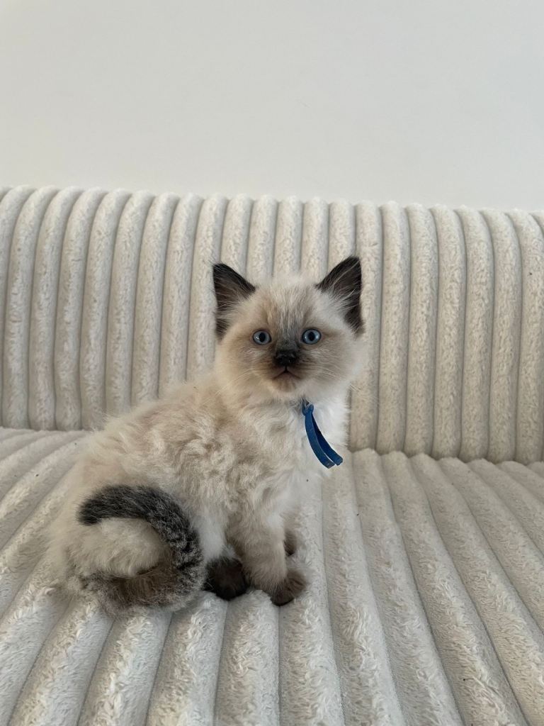 Ragdoll kittens: 2 boys and 3 girls