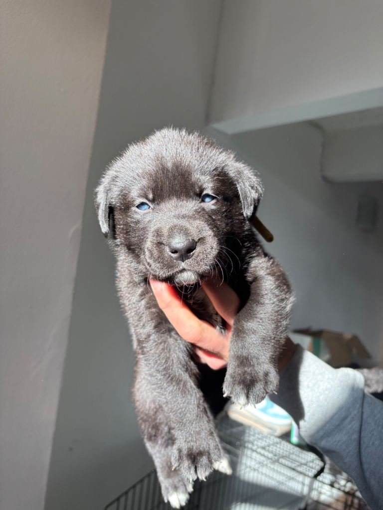 Huskador puppies for sale 