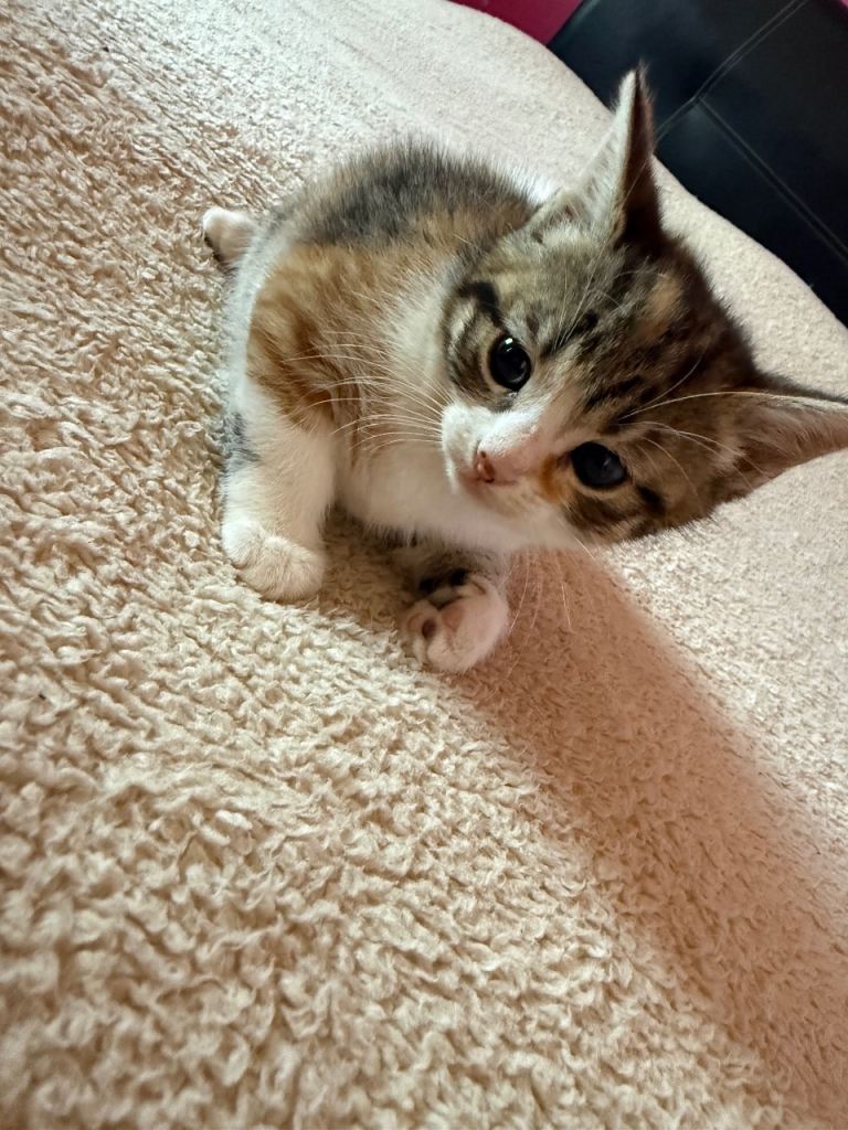 8 week old kittens 