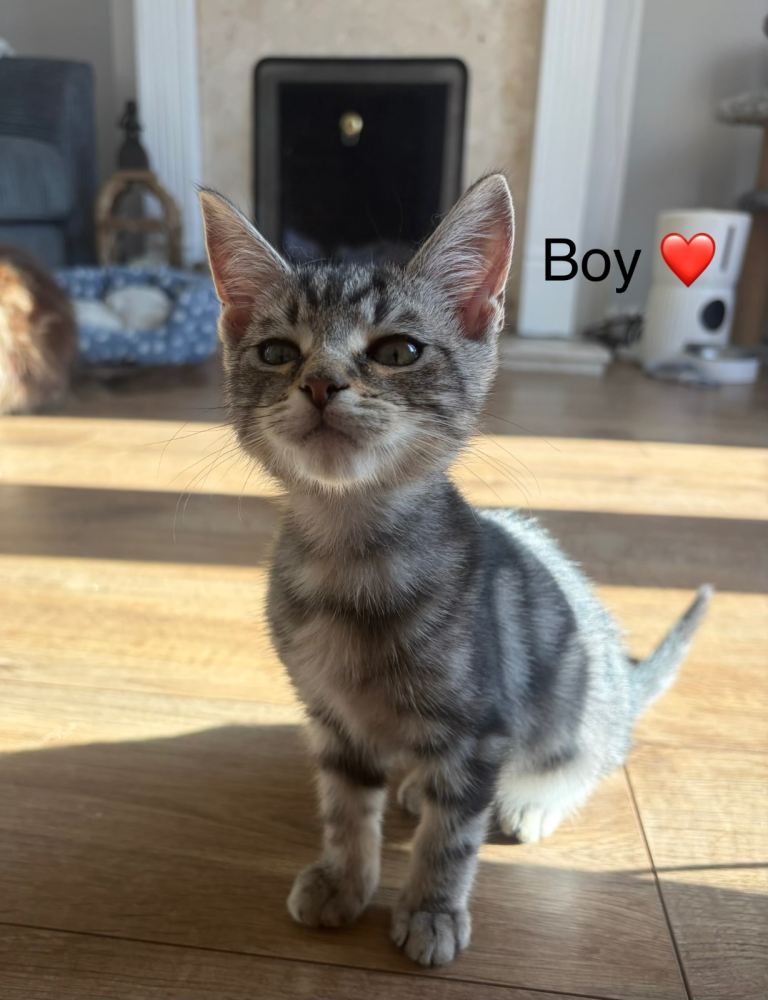 Mixed Mainecoon kittens 
