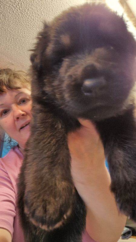 Stunning german sheppard crossed with dutch herder 