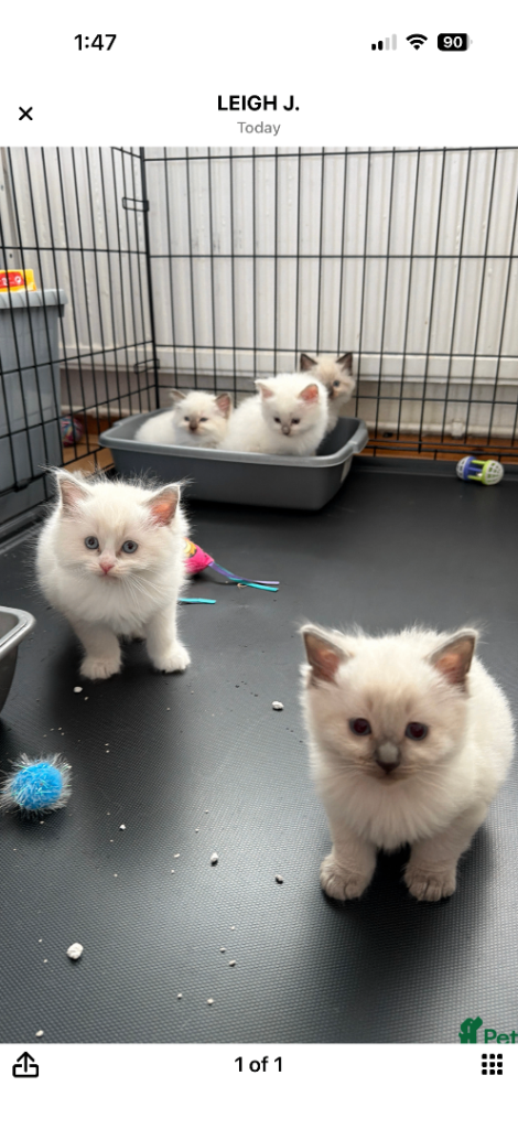 Beautiful blue point and bicolour ragdoll kittens for sale 