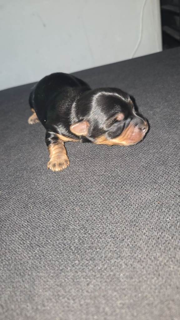Yorkie / biewer
