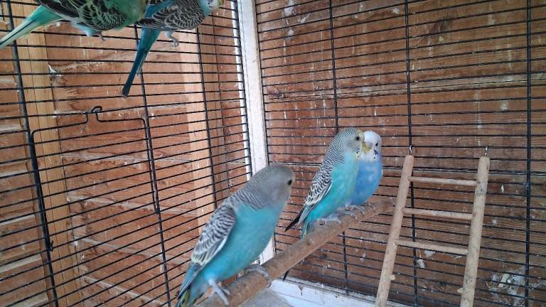 Baby Budgies for sale