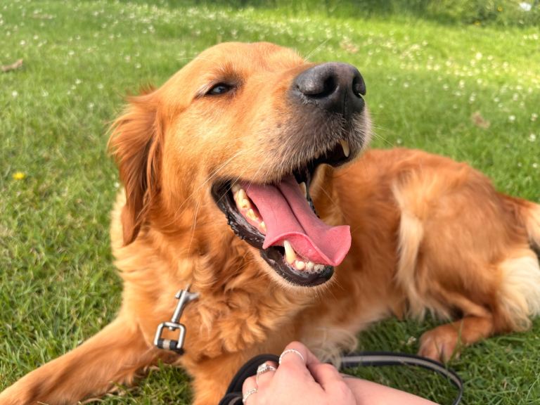 Dark Red Golden Retriever KC registered 