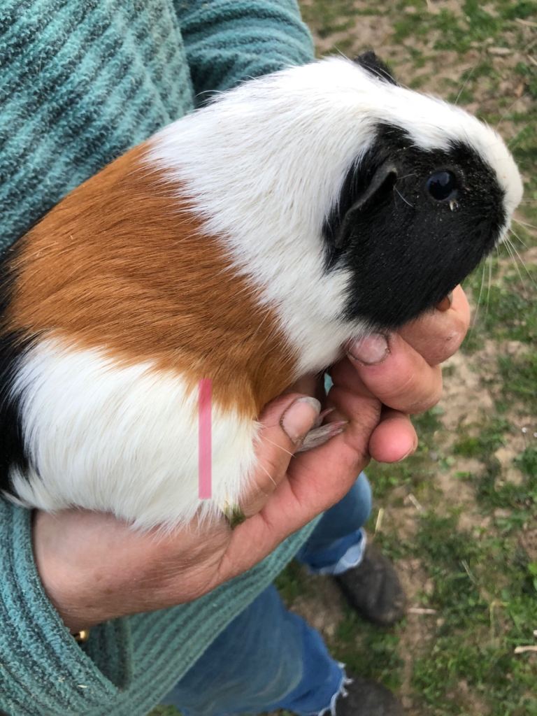 Guinea pigs +hutches 