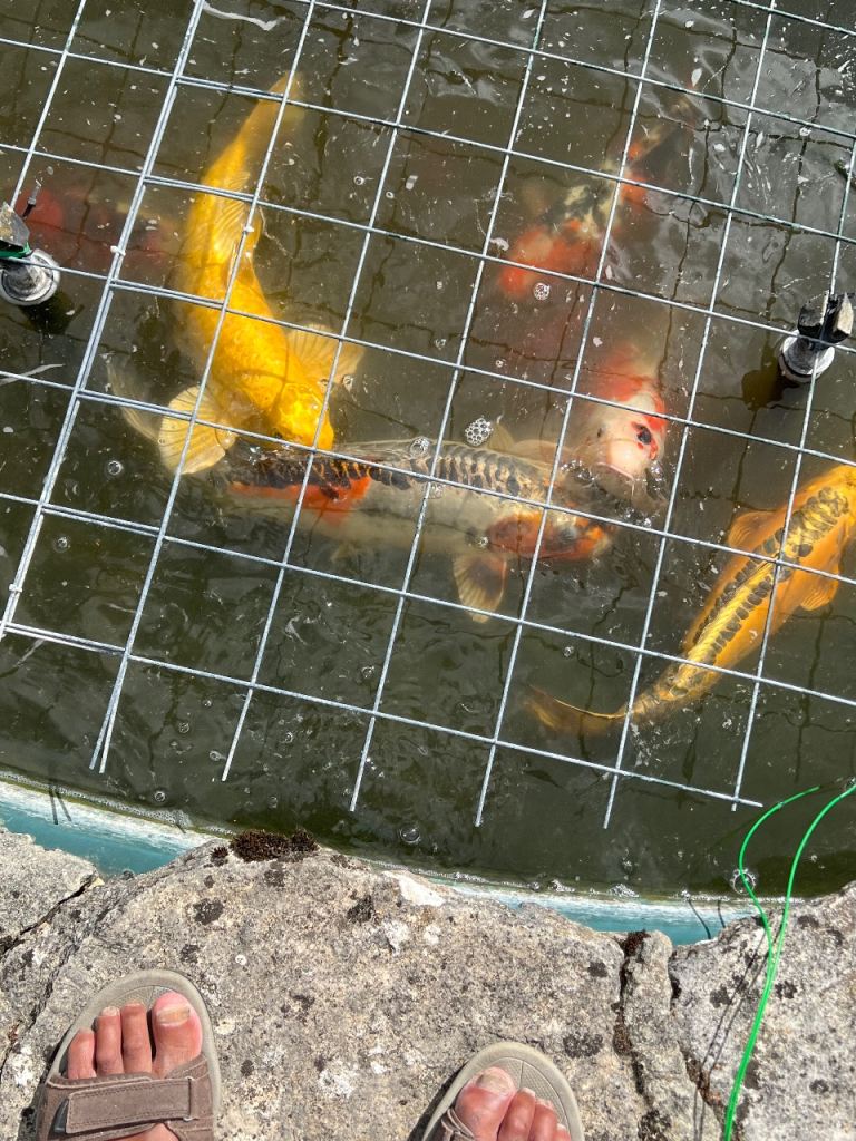 Large Koi