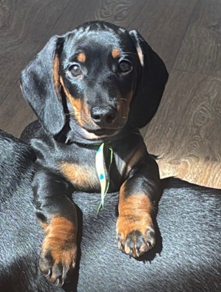 Dachshund 