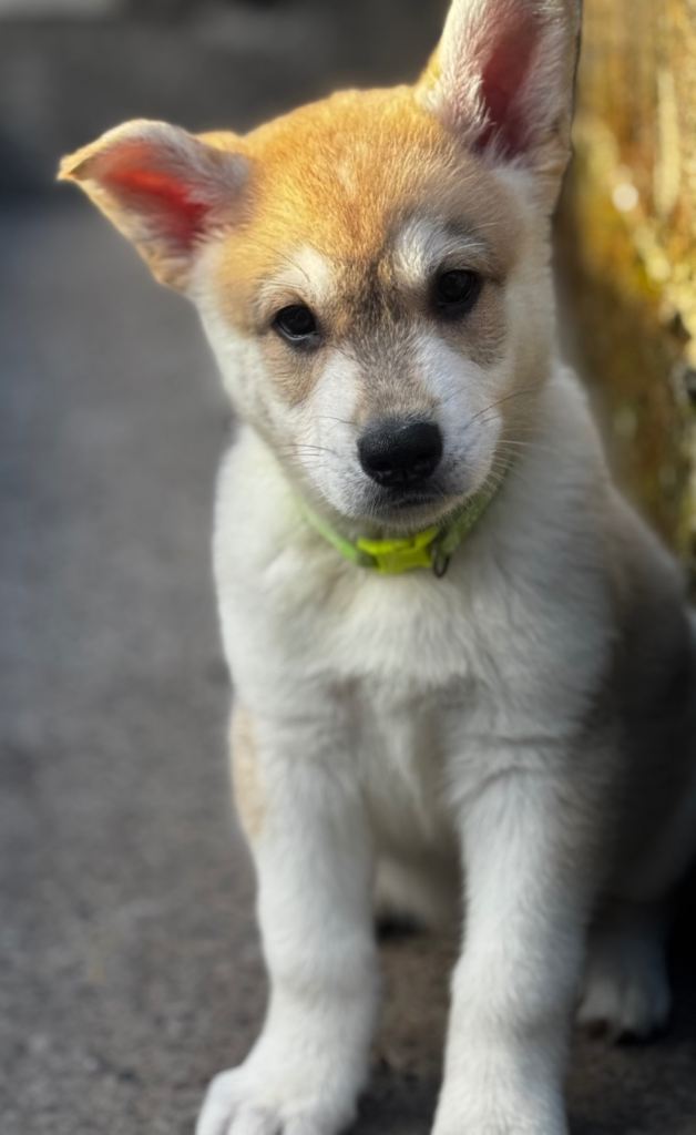 German Shepherd x White Swiss puppies 