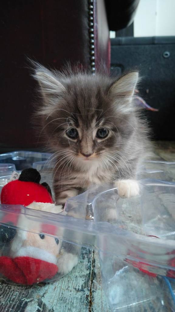 Kitten 