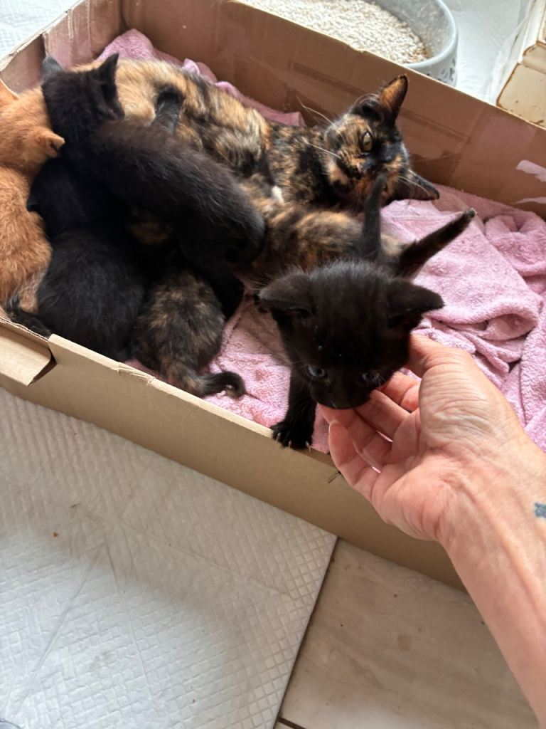 Kittens 