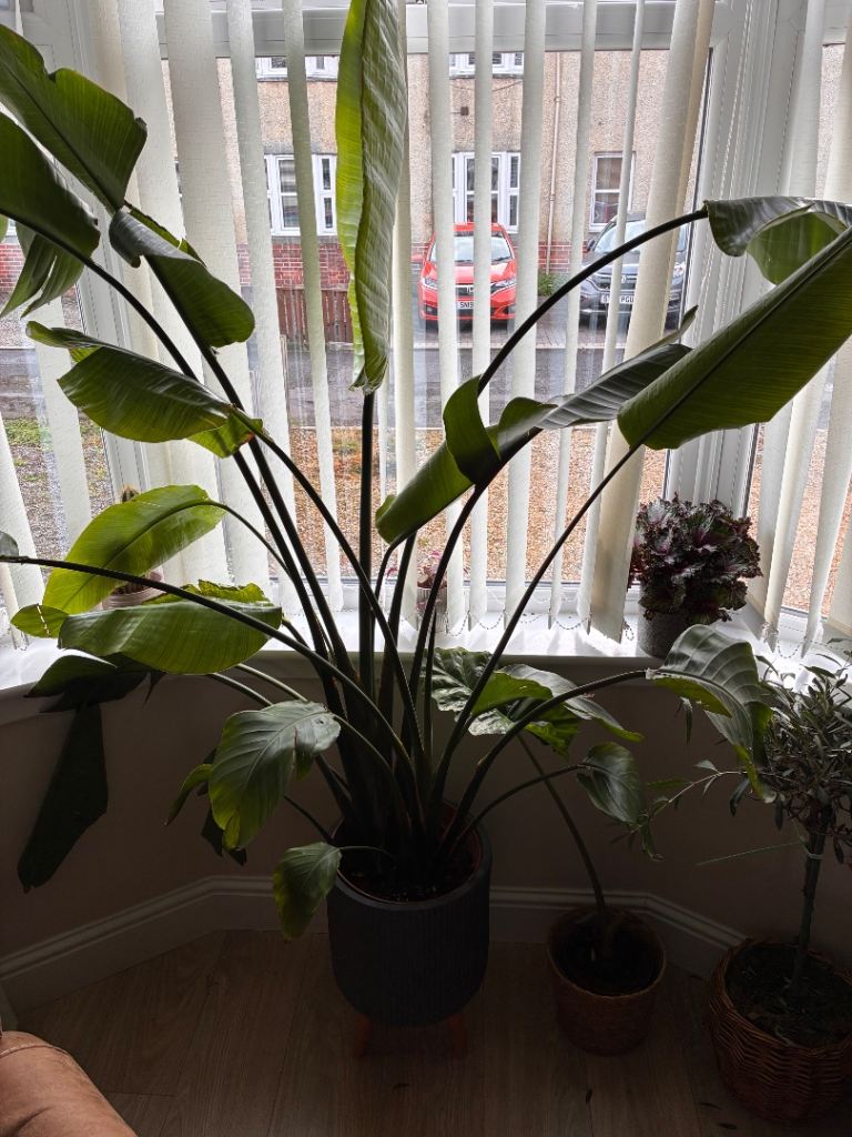 Large Bird of Paradise Plant in Grey Pot
