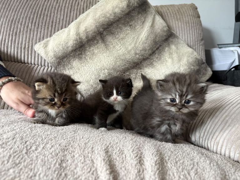 Half British short haired and half Persian kittens 