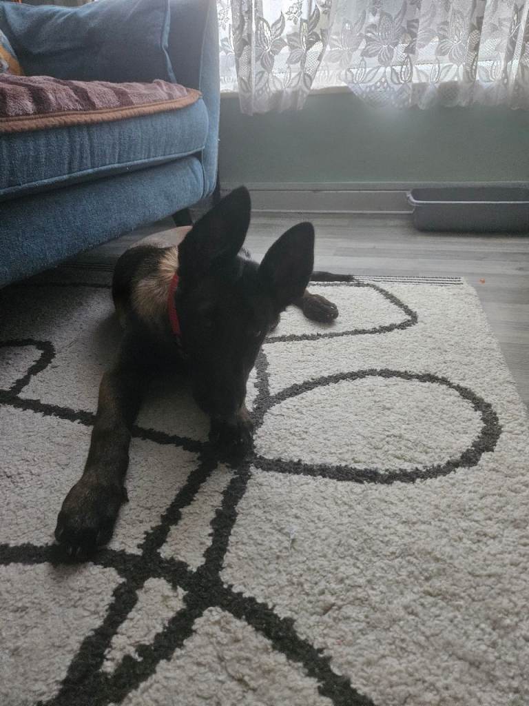 Roxy female 