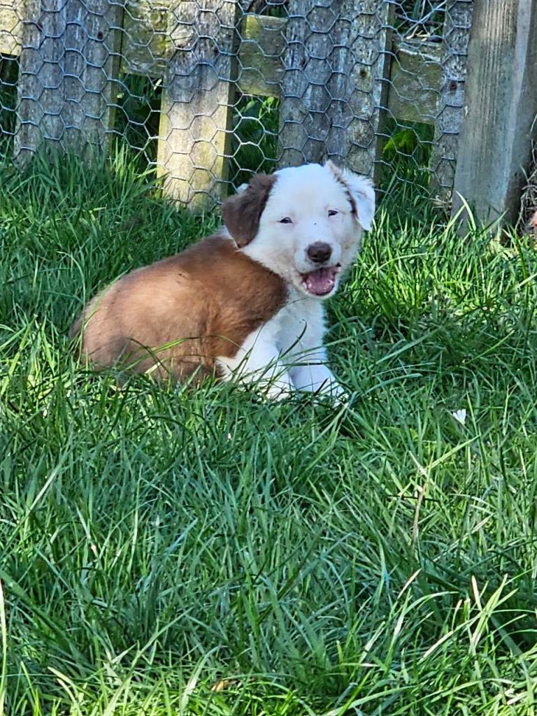 Red/white border collie pup