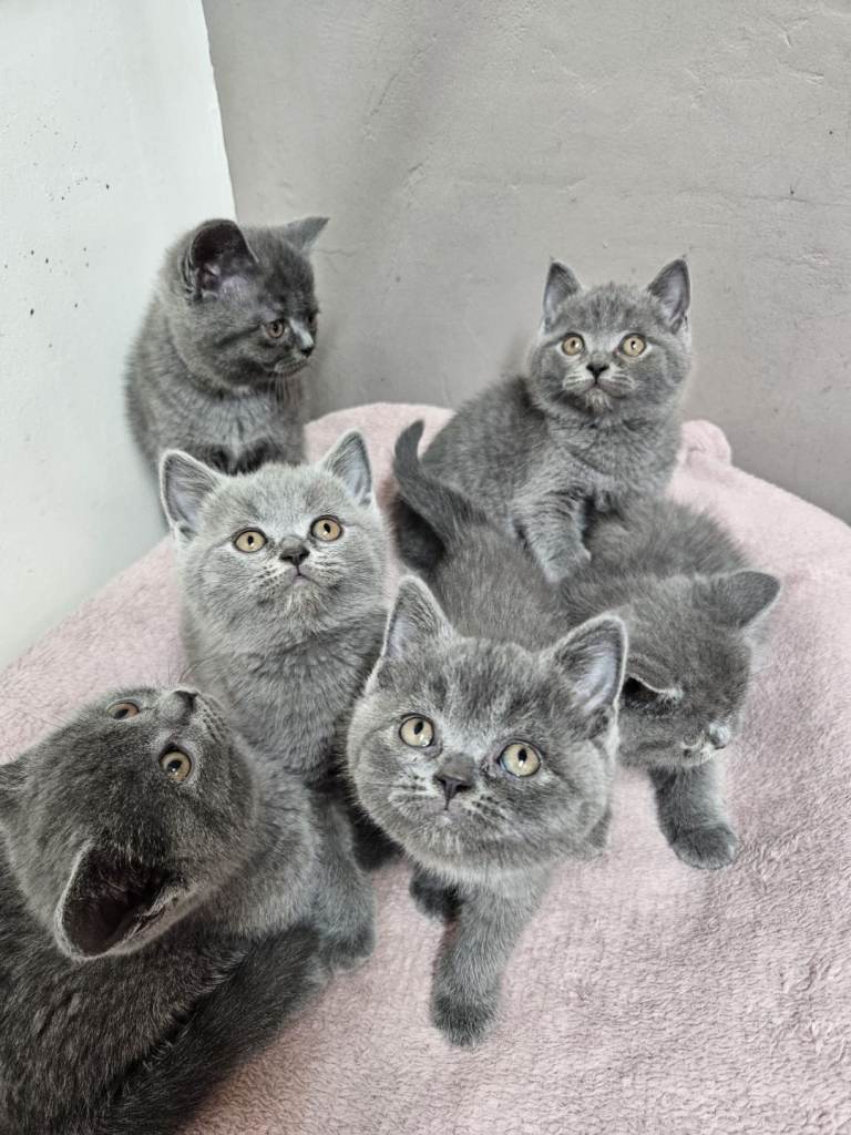 British Shorthair Kittens Imported Pedigree Parents 