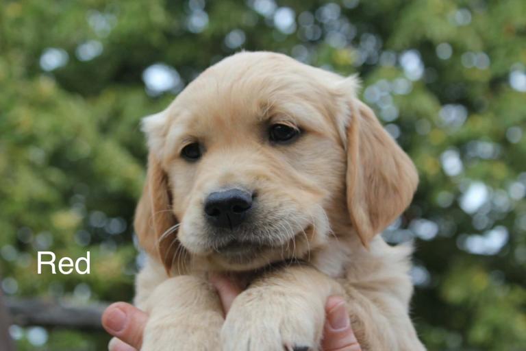 Golden Retriever puppies 