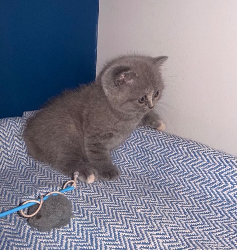 GCCF REGISTERED BRITISH SHORTHAIRS 