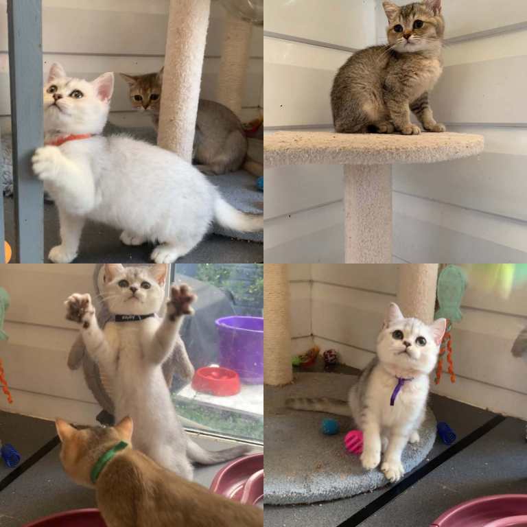 BSH pedigree Kittens silver and Gold Shaded 