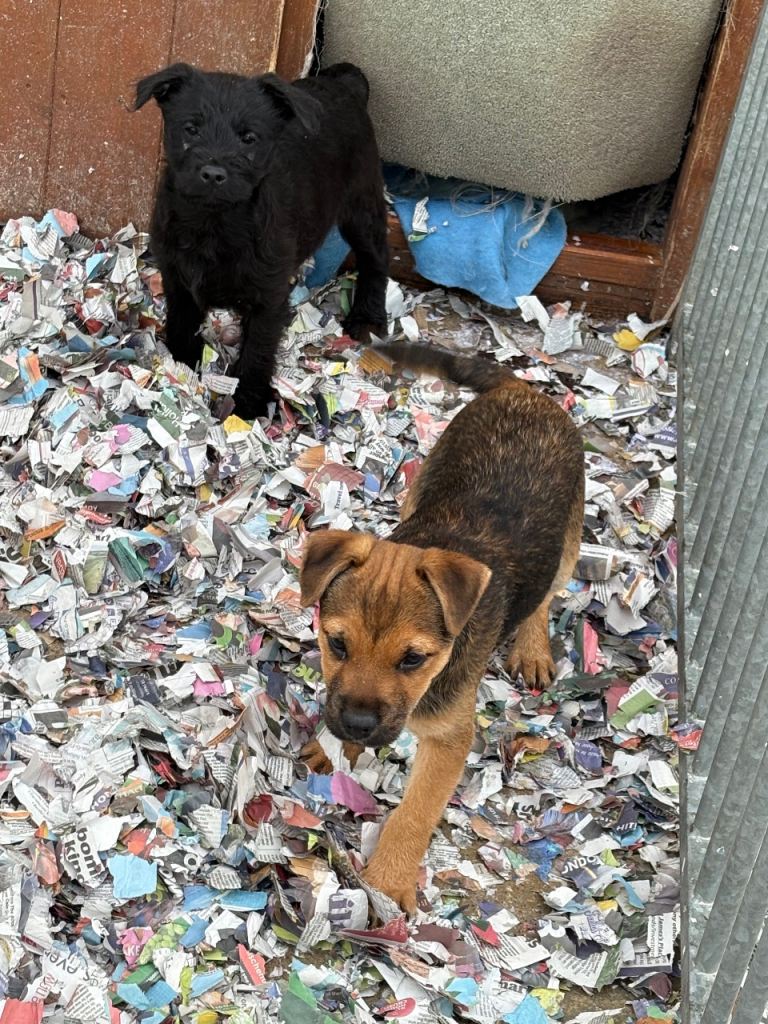 Border terrier x patterdale pups 