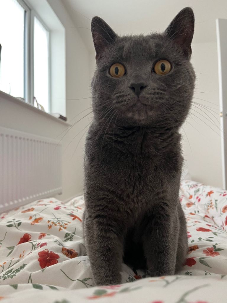 Male cat looking for a new home 