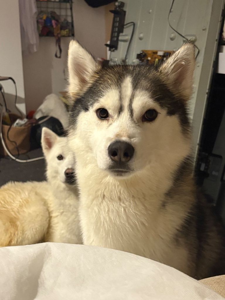 1 year old husky pup