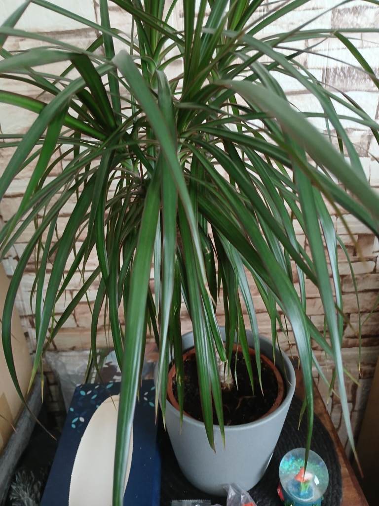 Dragon tree plant