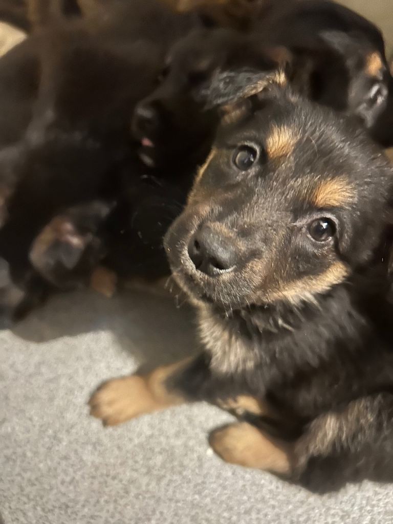 Belgian Malinois x pups for sale