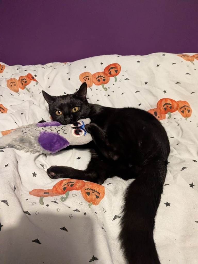 Truffles black male kitten 