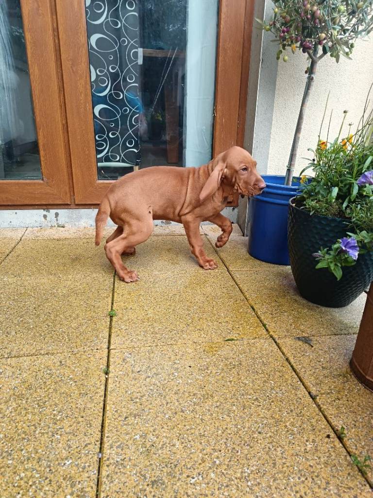 Hungarian vizsla 