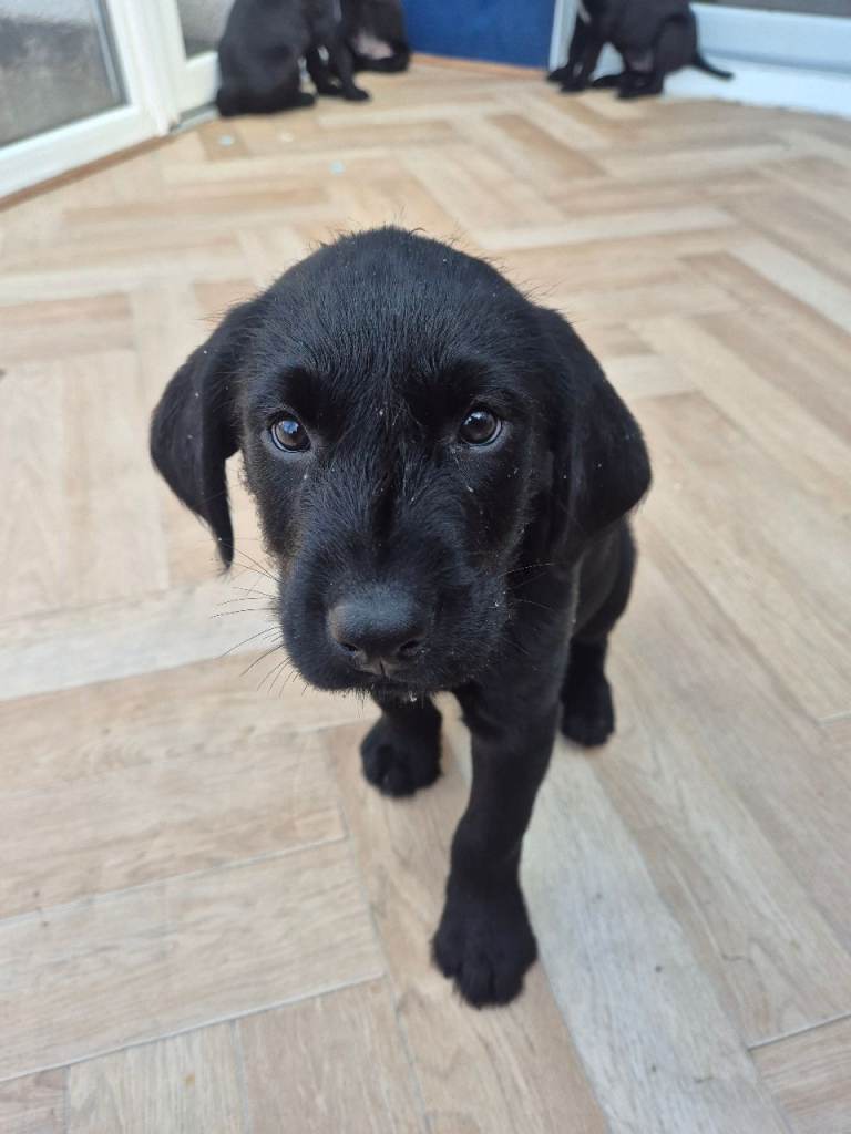   4 German wirehaired pointer X LAB PUPPIES