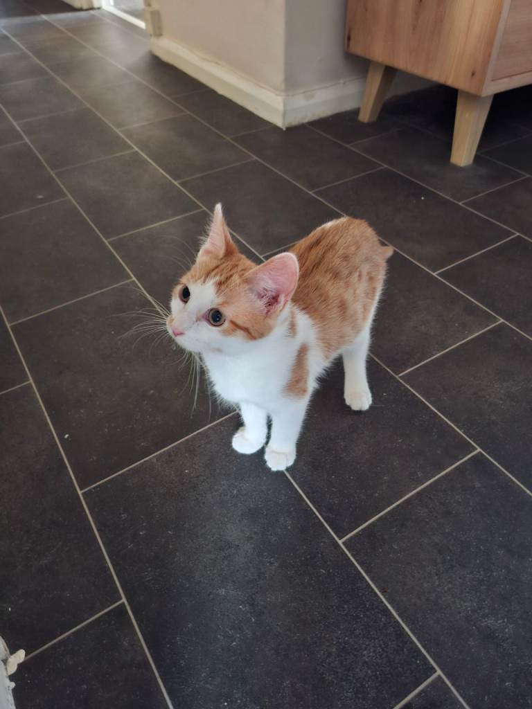 Ginger and White Male Kitten