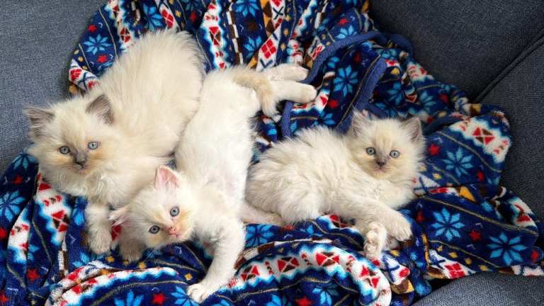 Beautiful Ragdoll Kittens – 1 Boy & 2 Girls  🐾