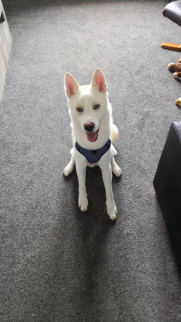 Beautiful Male Husky