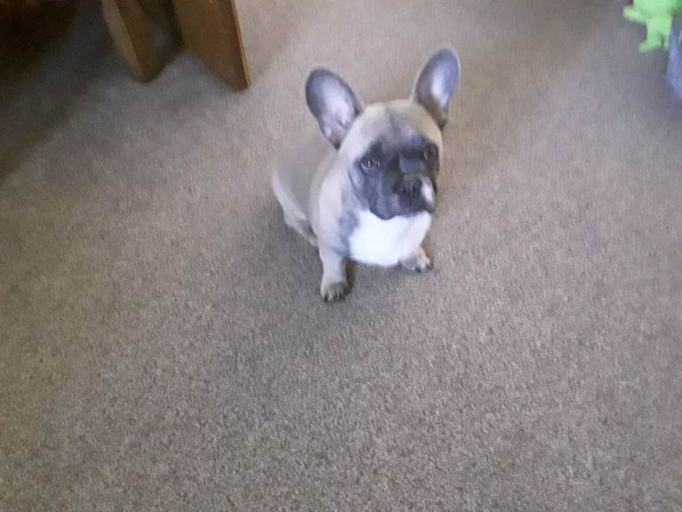 French bulldog 