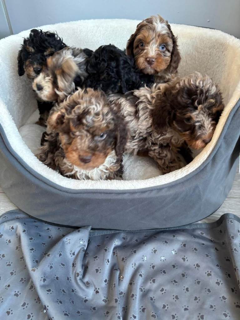 F1B cavapoo puppies 