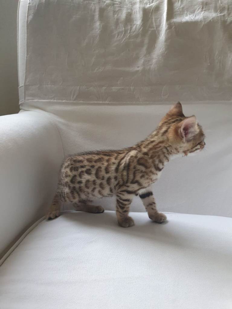 Stunning pure Bengal Kittens - 3 females left