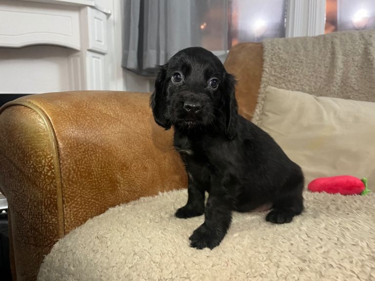   🐶 Gorgeous Cocker Spaniel Puppies – Ready Now 🐶