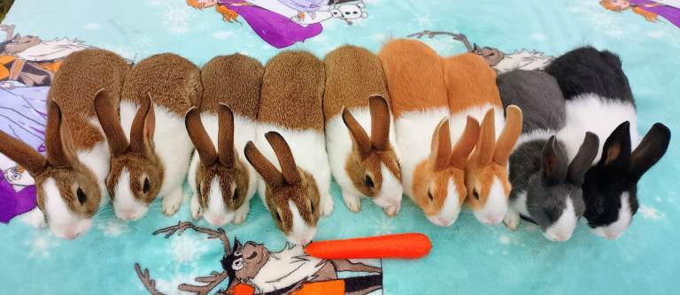 🥕🐰Baby Dutch Rabbits🐰🥕