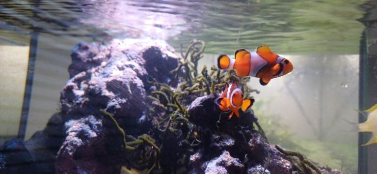 Marine Fish (2 Clownfish, 1 Damsel)