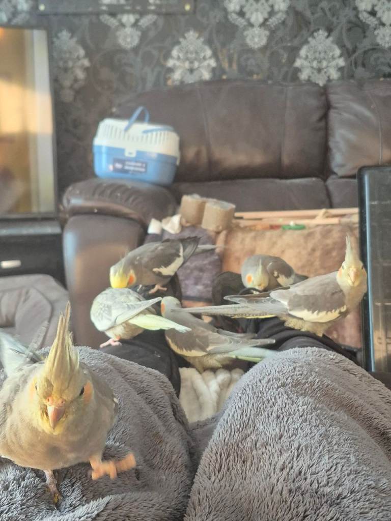 Cockateils 