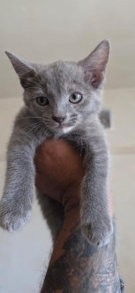 Kitten