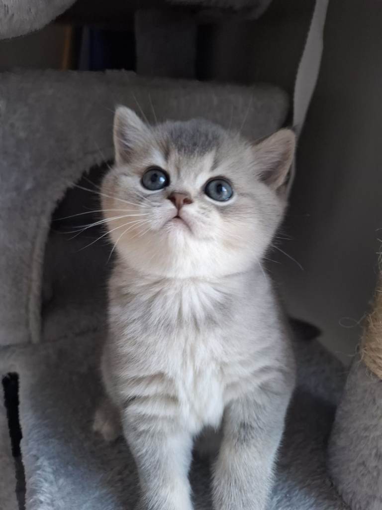 british shorthair kitten Female
