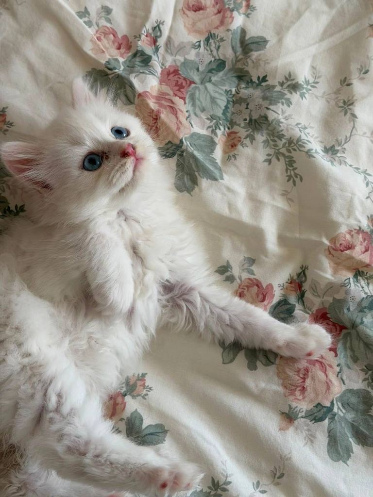3 Beautiful British Kittens
